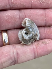 Architectonica nobilis