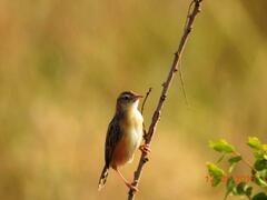 Cisticola