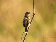 Cisticola