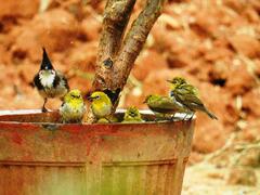 Zosterops palpebrosus