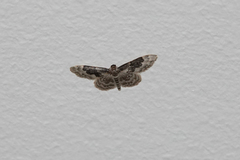 Idaea rusticata