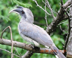 Ocyceros birostris
