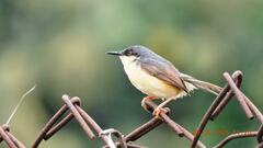Prinia socialis