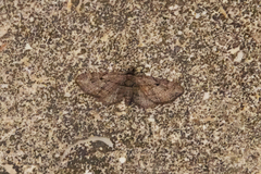 Eupithecia ericeata
