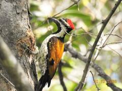 Dinopium benghalense