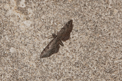 Eupithecia ericeata