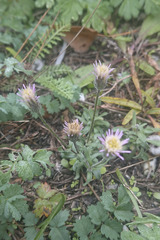 Erigeron acris