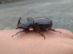 Oryctes nasicornis grypus