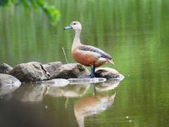 Dendrocygna javanica