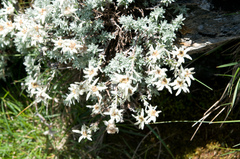 Leontopodium microphyllum