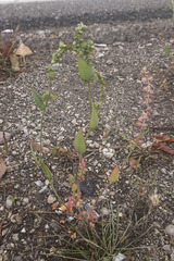 Atriplex micrantha
