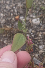 Atriplex micrantha