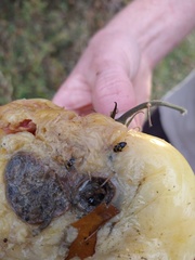 Glischrochilus fasciatus