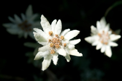 Leontopodium microphyllum