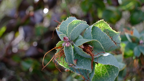 Image of Hakea conchifolia by (c) Peter Crowcroft, some rights reserved (CC BY)