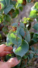 Hakea conchifolia