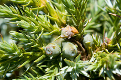 Juniperus squamata