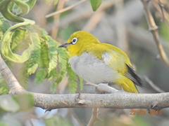 Zosterops palpebrosus
