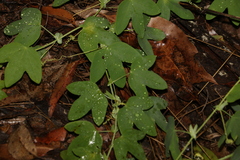 Passiflora subpeltata