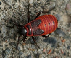 Pyrrhocoris apterus