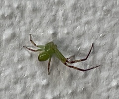 Australomisidia pilula