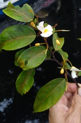 Baphia spathacea polyantha