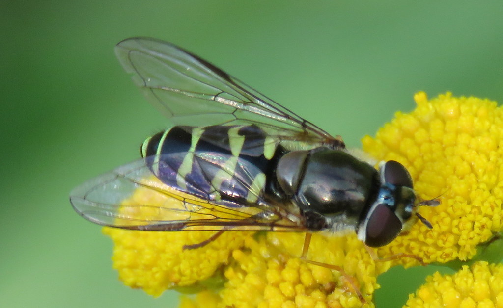 Arched Brusheye