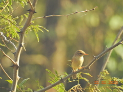 Prinia inornata