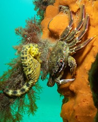 Hippocampus abdominalis
