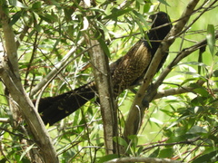 Centropus phasianinus