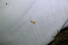 Crocanthes prasinopis