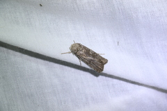 Cryptophasa irrorata