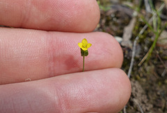 Cicendia quadrangularis