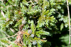 Juniperus squamata