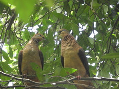 Macropygia phasianella