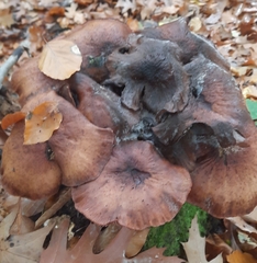 Armillaria