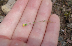 Cicendia quadrangularis