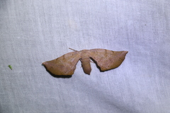 Parepisparis excusata