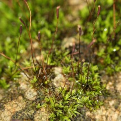 Tortula muralis muralis