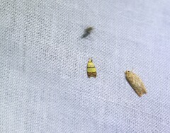 Heteroteucha translatella