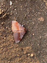 Gonimbrasia belina