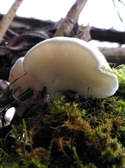 Spongipellis spumeus