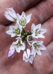 Nothoscordum gracile