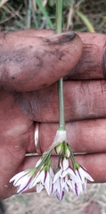 Nothoscordum gracile