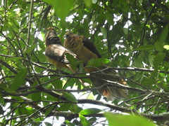 Macropygia phasianella