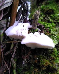 Spongipellis spumeus