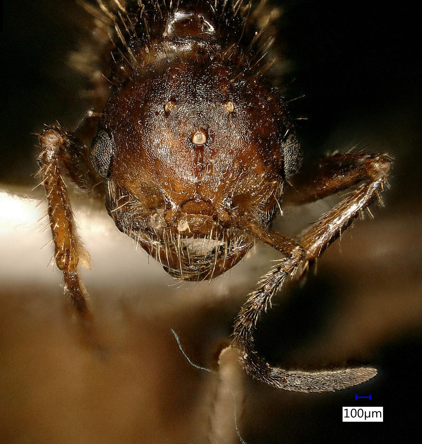 Pogonomyrmex colei