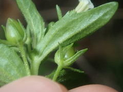 Gratiola pedunculata