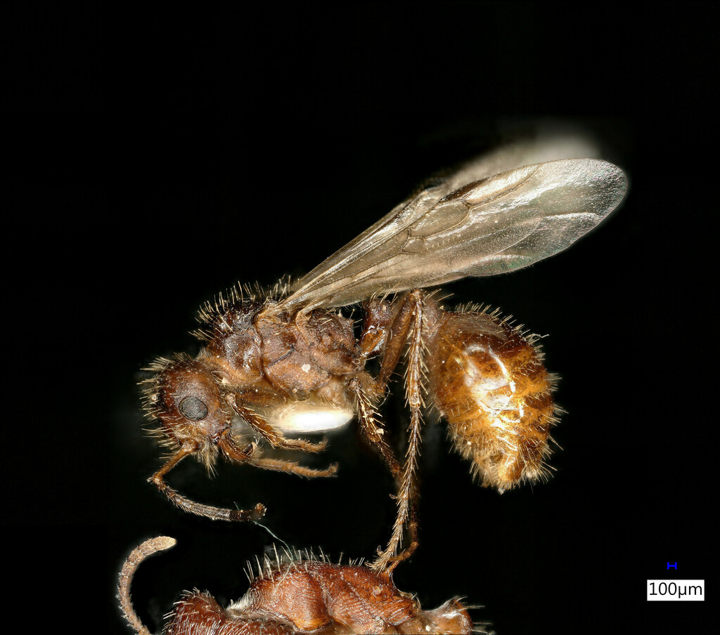 Workerless inquiline ant