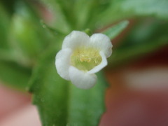 Gratiola pedunculata